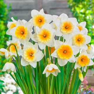 Slim Whitman Daffodil Seeds